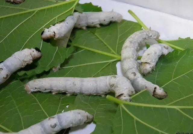 蓖麻用途有多大？