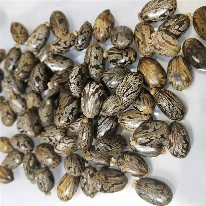 境外推廣種植蓖麻，為國內(nèi)產(chǎn)業(yè)發(fā)展提供穩(wěn)定原料